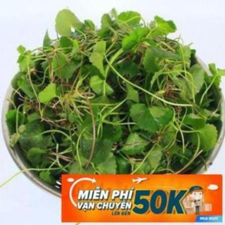 0.5g Hạt giống Rau má (tặng gói kích nẩy mầm và hướng dẫn) LuckyseadTG