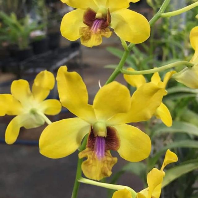 Lan denro nắng thơm Pensoda cây tơ