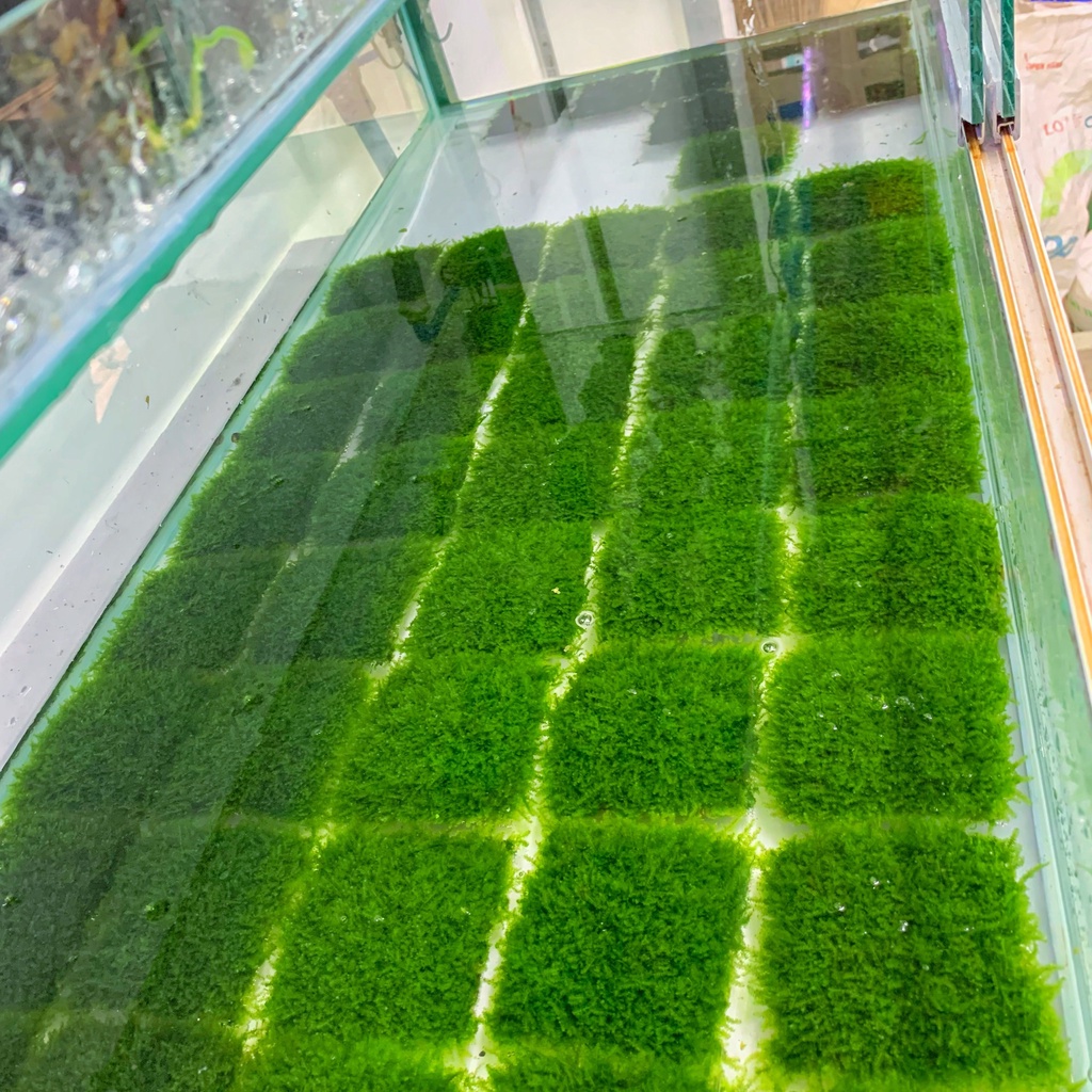 Rêu MiniTaiwan / Mini Taiwan