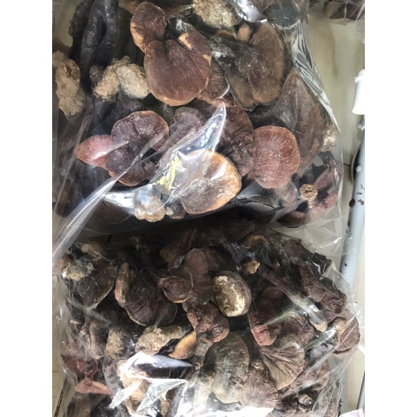 Nấm lim xanh rừng Quảng Nam