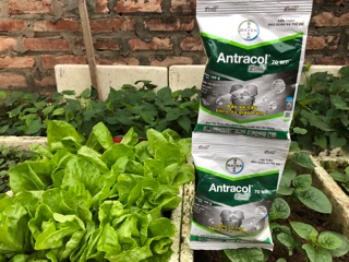 Thuốc Phòng trị nấm Antracol