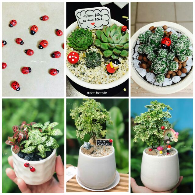 10 con bọ rùa mini  - Phụ kiện trang trí sen đá, tiểu cảnh Terrarium