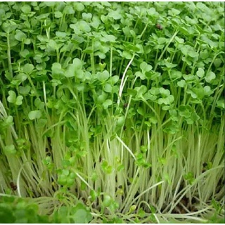 Hạt mầm củ cải trắng - gói 20 gram