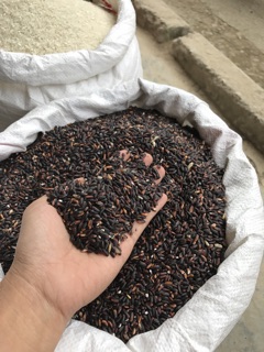 Gạo nếp cẩm Điện Biên