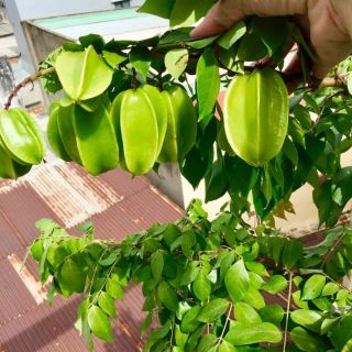 Chậu cây khế ngọt, cây đẹp, cao 50-60cm.