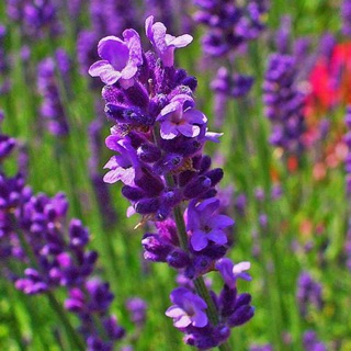 Hạt giống Hoa Oải Hương ( Lavender)