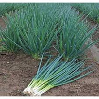Gói 5 gram hạt giống hành ta