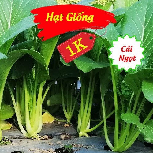 Deal 1K - 100 Hạt giống Cải Ngọt - Tập trồng rau tại nhà
