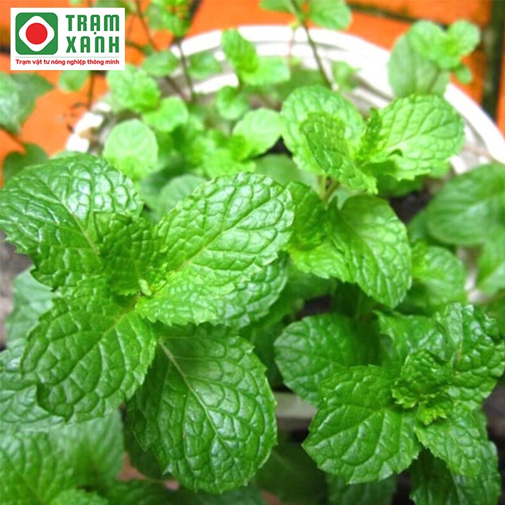 Hạt giống húng bạc hà gói 0,1gr