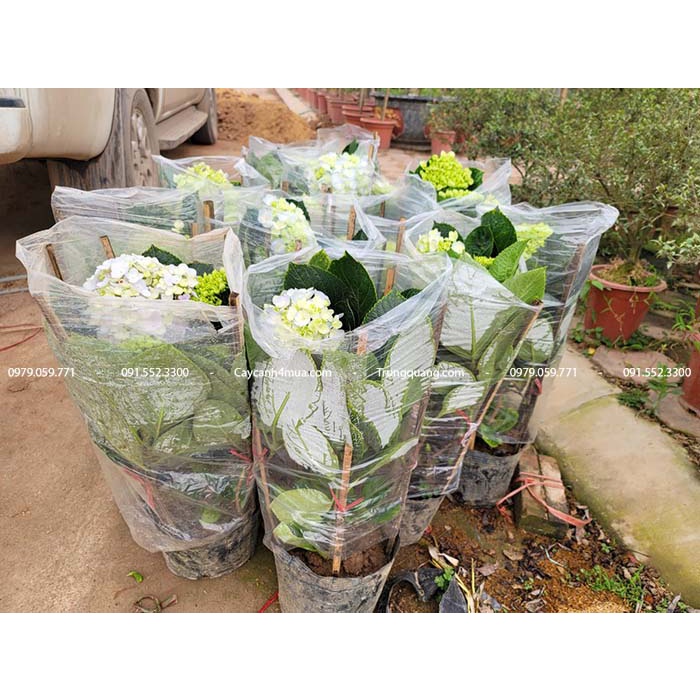Cẩm tú cầu hàng miền Bắc