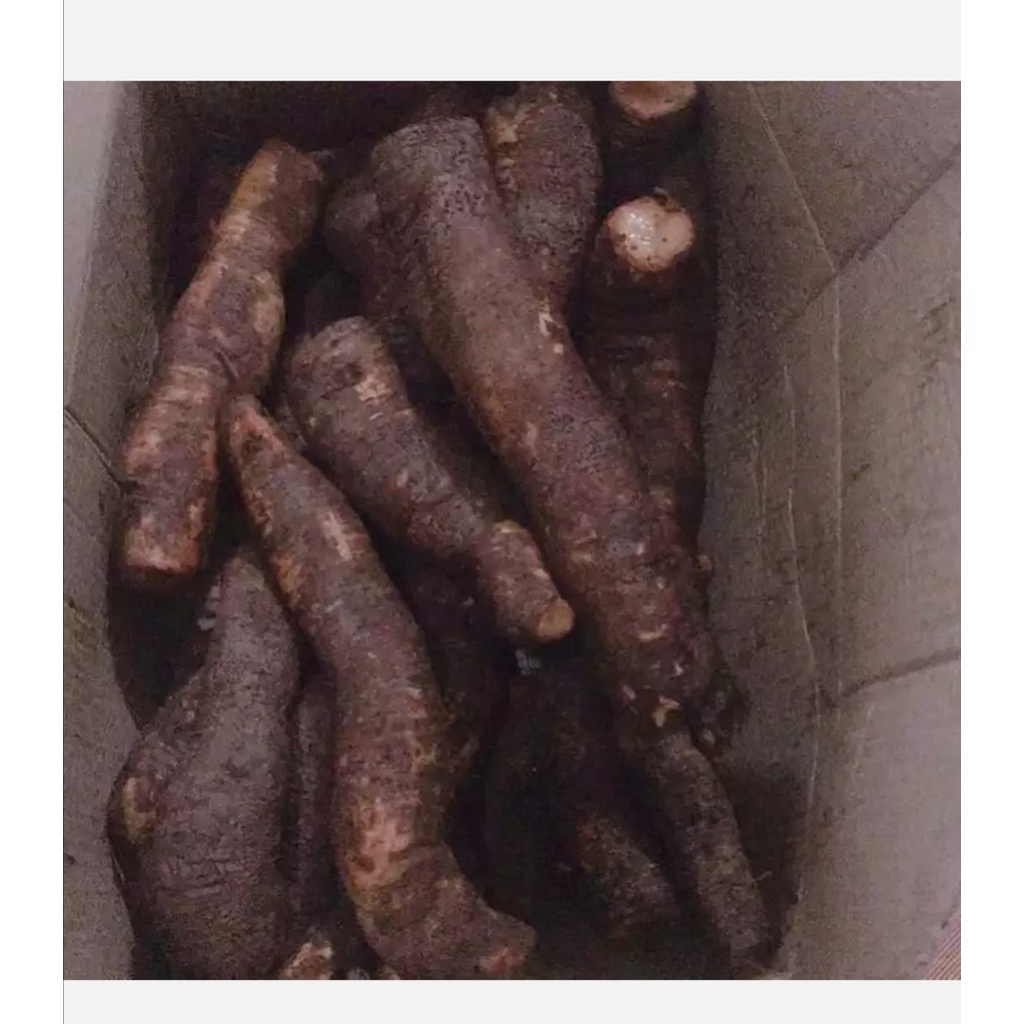 UP- Củ gai tươi an thai
