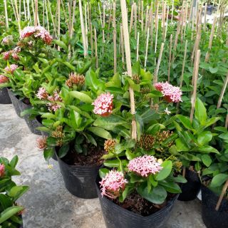 Cây 🌲 Trang tím sen lá trung đang hoa