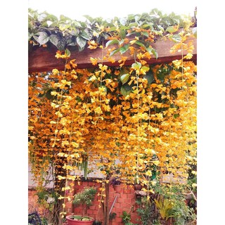 chậu hoa leo lan hoàng dương hay leo chuỗi ngọc