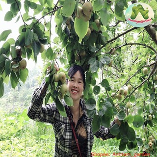 Cây giống Lê vàng