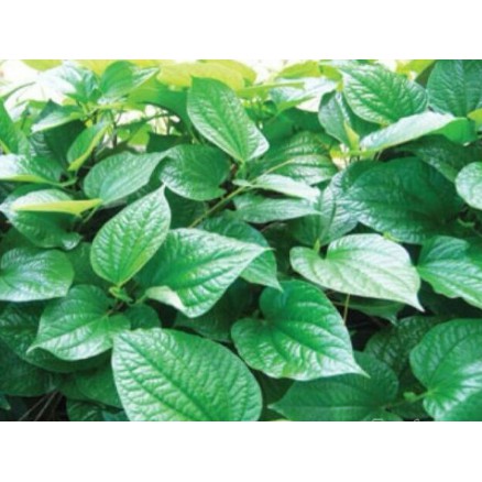 Lá Lốt khô [1KG] Hàng sạch đẹp