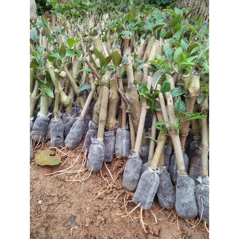 20 cây chè khổng lồ