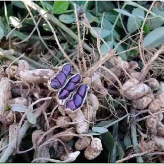 Hạt Giống Lạc Đen ( Đậu Phộng Đen ) - Gói 15gram KNS2106