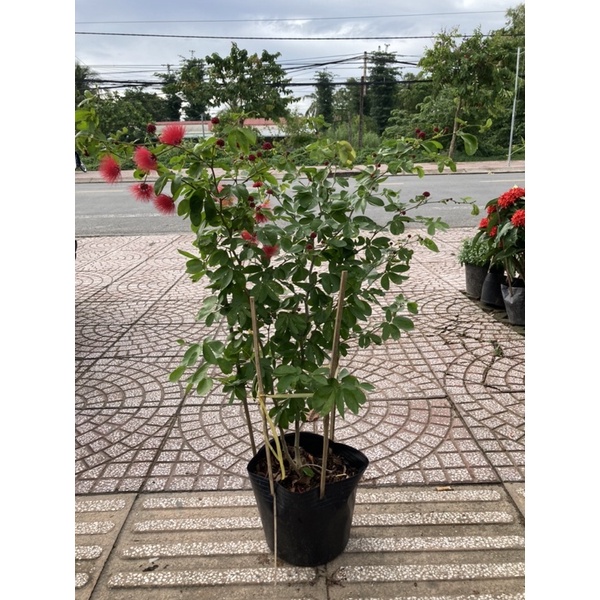 Kiều hùng hay điệp lào