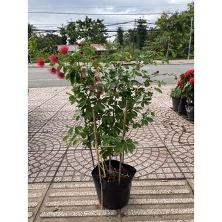 Kiều hùng hay điệp lào