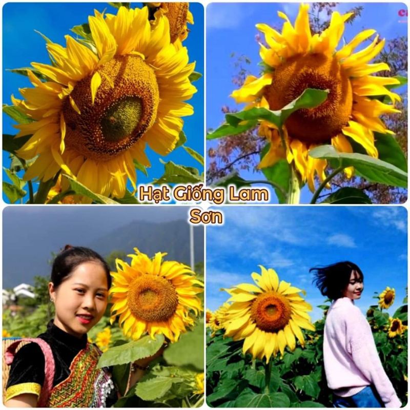 HẠT GIỐNG HOA HƯỚNG DƯƠNG MỘT BÔNG KHỔNG LỒ - Hoa Lấy Hạt, Bông To Siêu Đẹp.