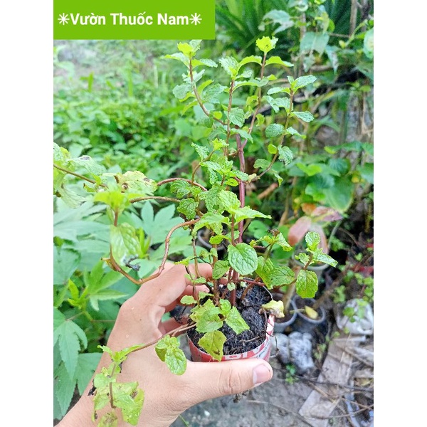 Chậu rau giống bầu rau húng lủi làm giống