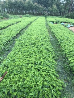20 cây giống sưa đỏ