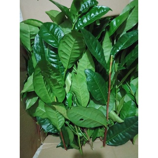 Lá Trà xanh (Chè tươi) 1kg