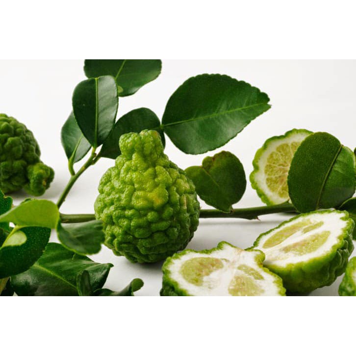 Cây Chanh Chúc - cây nhập khẩu-ảnh thật cây giống ảnh số 2