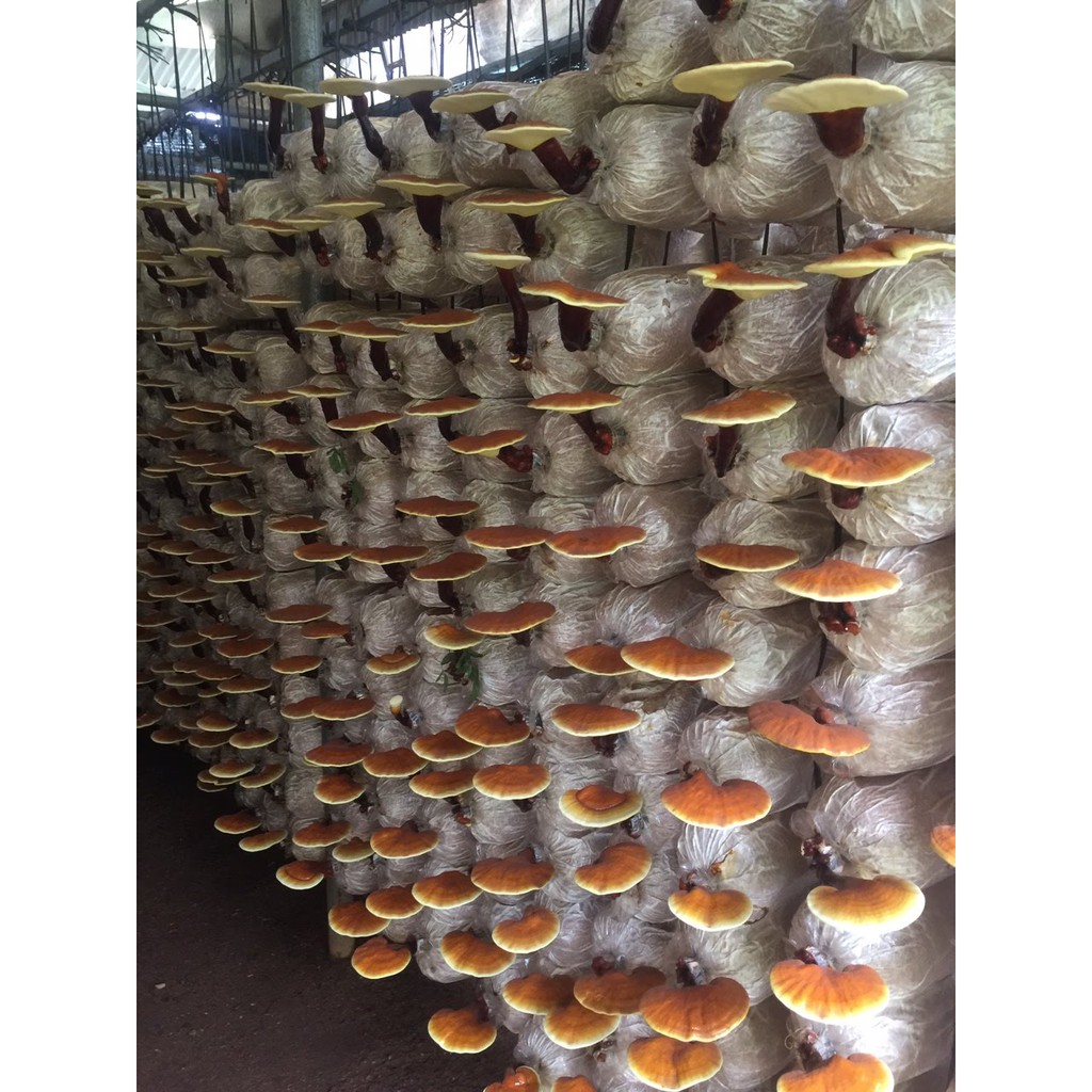 [Mã GROSALE2703 giảm 8% đơn 250K] Nấm linh chi đỏ còn nguyên bào tử Mộc Sơn túi 250g 500g | BigBuy360 - bigbuy360.vn