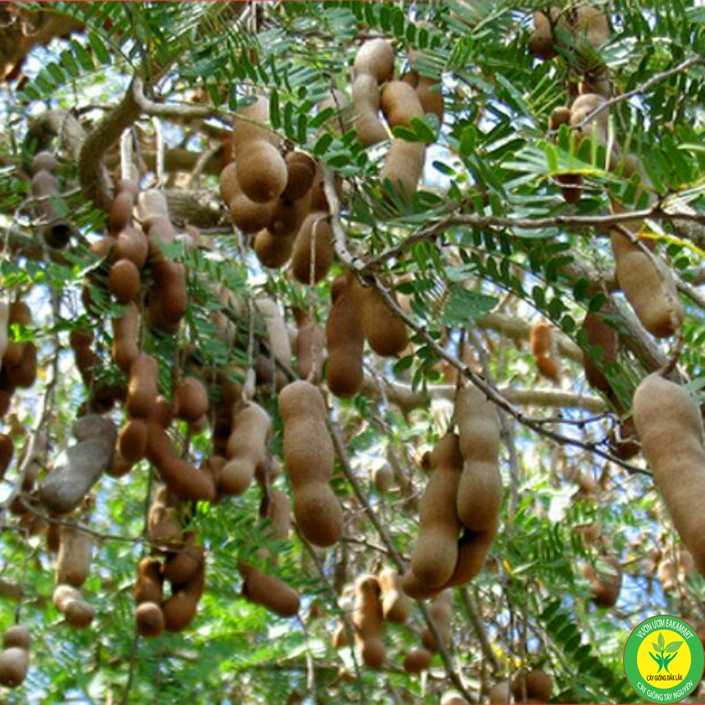 Cây Me Thái Giống Cho Trái Siêu Sớm