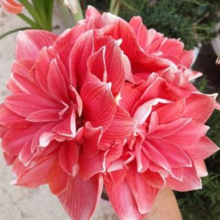 Củ Huệ Kép