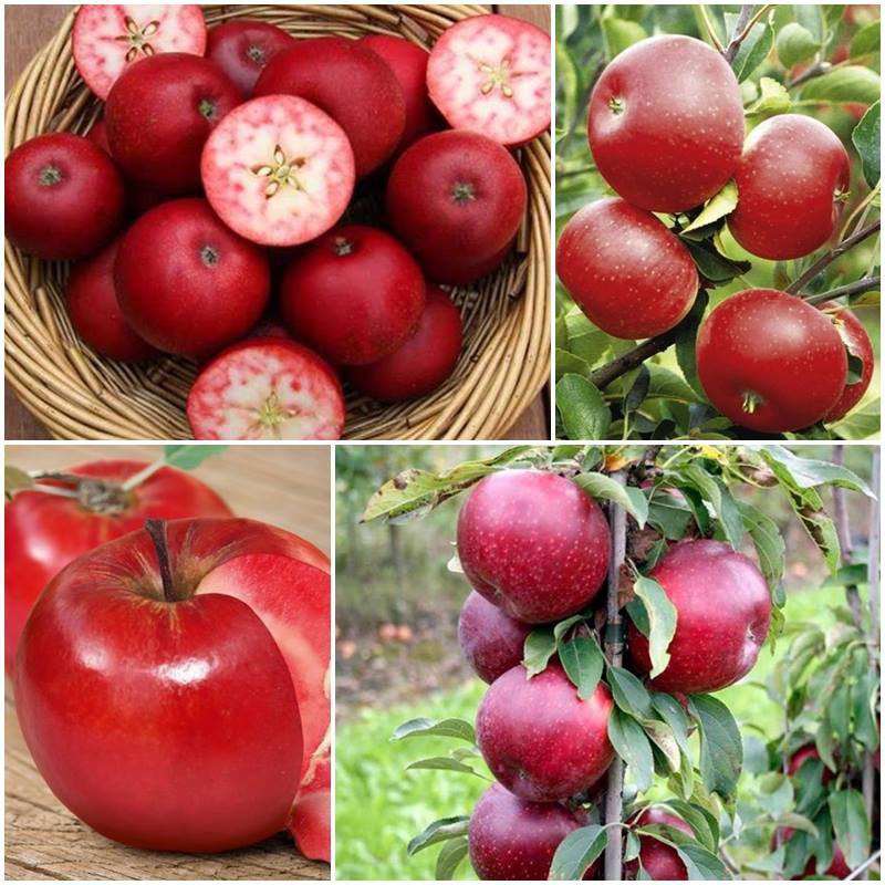 Hạt giống táo đỏ lùn gói 20 HẠT tại Hạt Giống Bốn Mùa