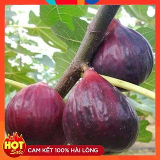 Cây Giống Sung Mỹ Bầu Rễ Ổn Định Trồng 6 Tháng Có Quả