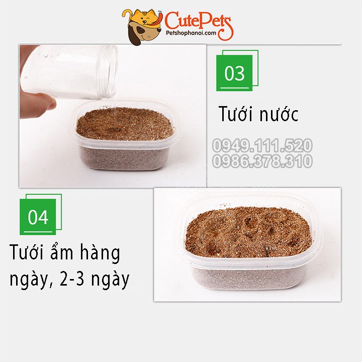 Hạt giống cỏ mèo ChiCat đủ đồ chỉ việc trồng - CutePets Phụ kiện chó mèo Pet shop Hà Nội