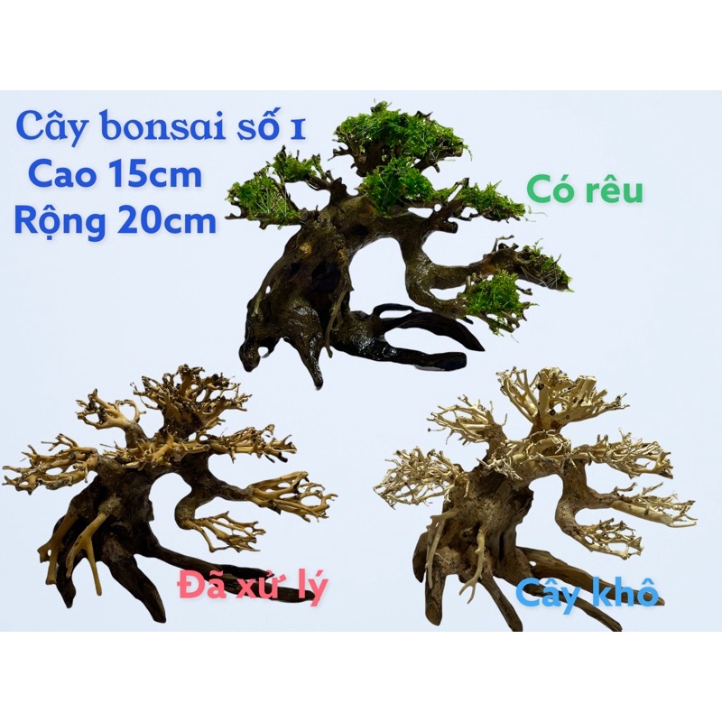 Cây bonsai thuỷ sinh số 1