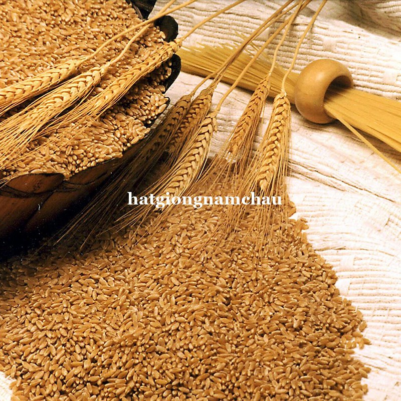 1kg hạt giống cỏ lúa mì