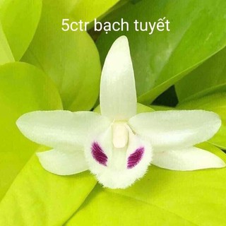 5 cánh trắng bạch tuyết CÂY CAO 7-12CM
