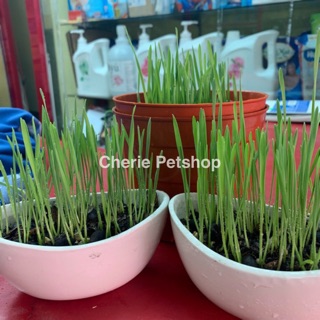 Cỏ mèo gói 100g