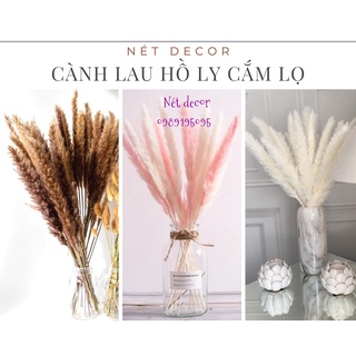 🍁Cành lau khô Hồ Ly siêu xinh🍁 Hoa khô Bông Lau trang trí phòng ngủ vintage🍁