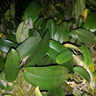 1 khóm lan vảy rồng cỡ(trung bình