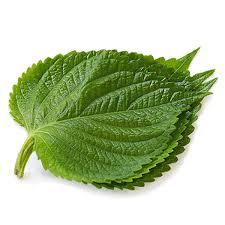 ALO SHOP SHIP KHÔNG GÃY- Cây LÁ MÈ HÀN QUỐC 40cm Tặngdịchtrùn Ship 30 phút KHO QUẬN11,7,9,THỦĐỨC PHÚNHUẬN