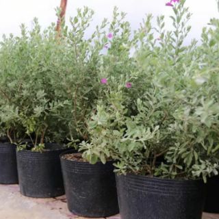 Cây 🌲 Tuyết Sơn đang hoa