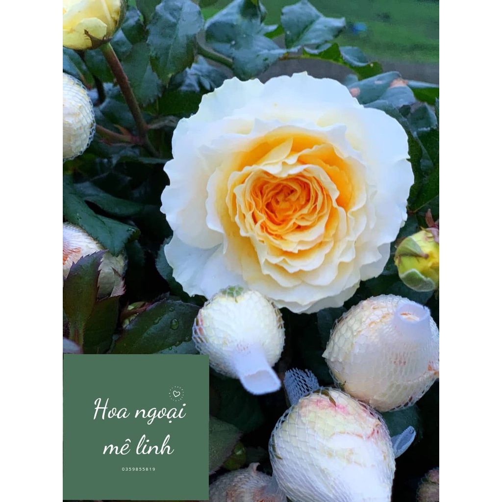 Hoa hồng ngoại Beatrice rose – Bông hoa hồng vàng đẹp mơ màng-hoangoaimelinh