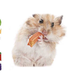 Cà Rốt Sấy Cho Hamster, Thọ, Bọ 25g