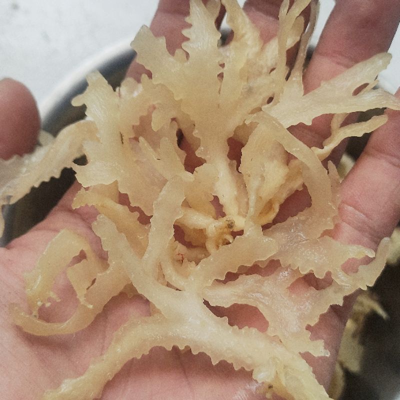 Rong Rau Câu Chân Vịt Khô 100 Gram Nấu Chè ,Nấu Rau Câu, Làm Gỏi