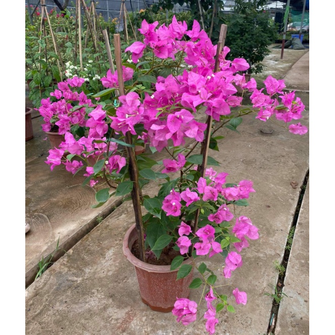 Combo hoa hồng hoa giấy