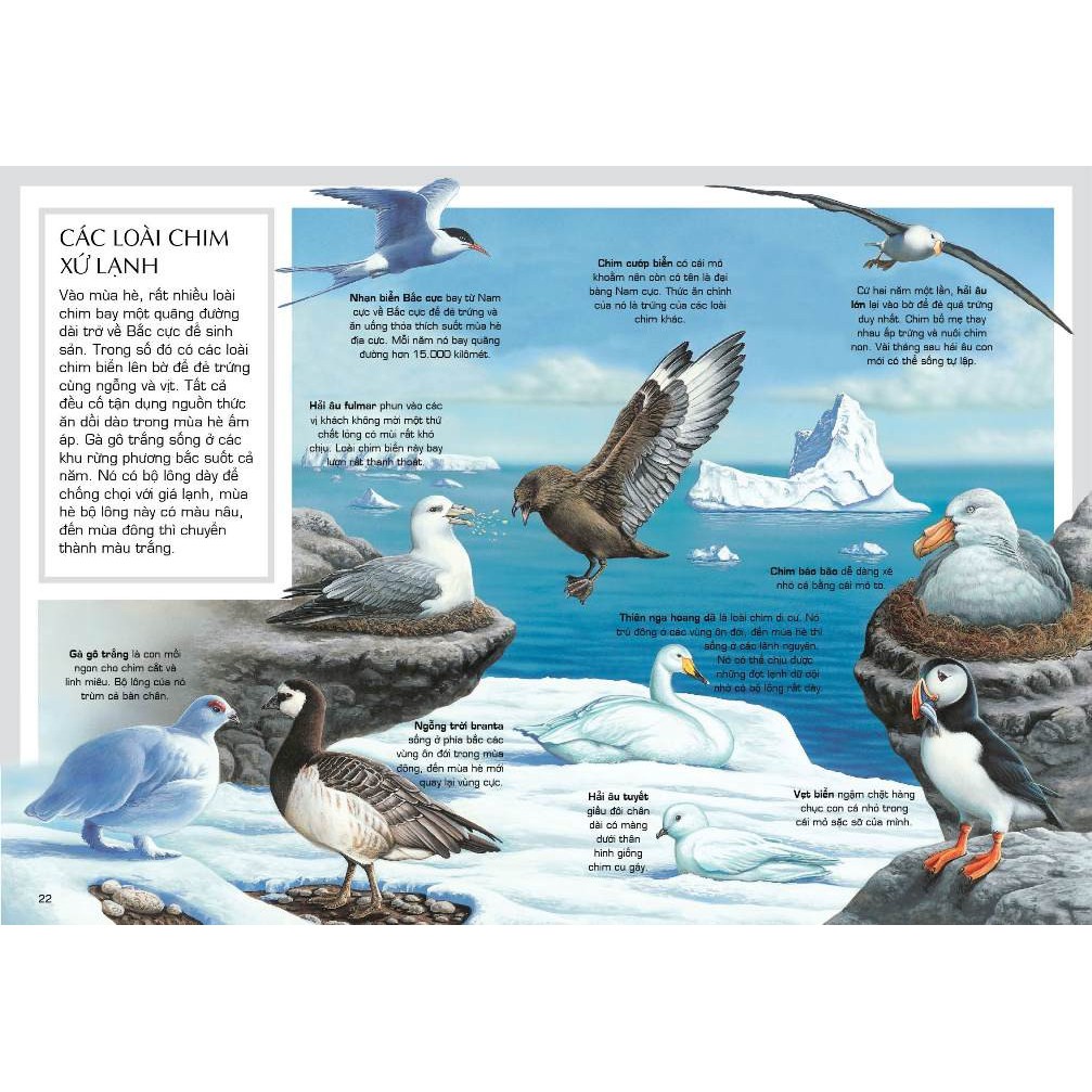Sách cho bé Tủ sách thế giới động vật Động Vật Vùng Cực