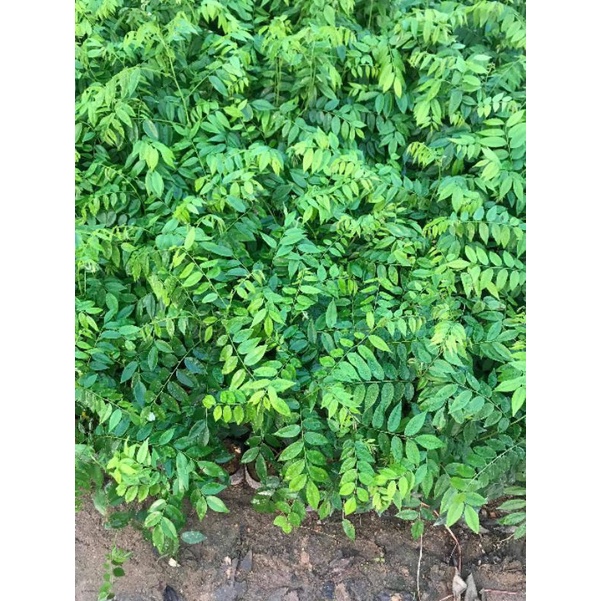 Cây gỗ sưa đỏ 60-70cm