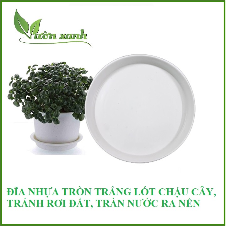 Đĩa lót chậu cây, chậu hoa tròn trắng các loại
