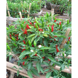 Hạt Giống Ớt Xiêm
